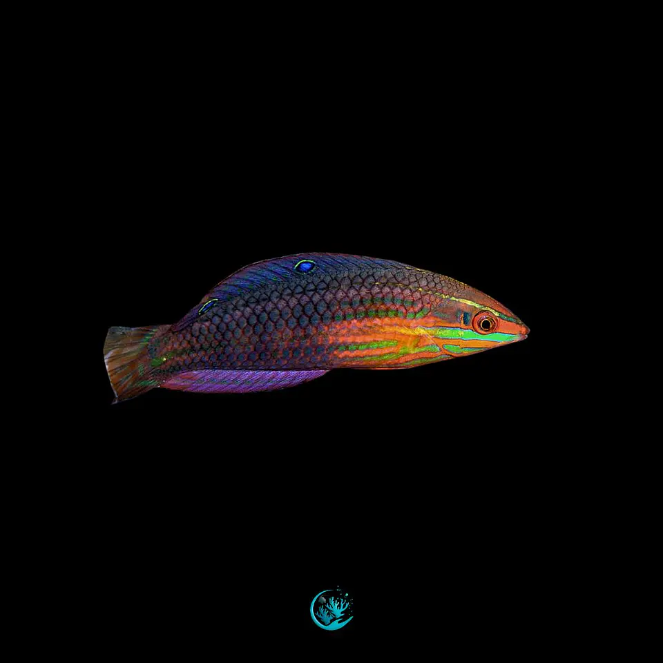 Halichoeres Biocellatus  1
