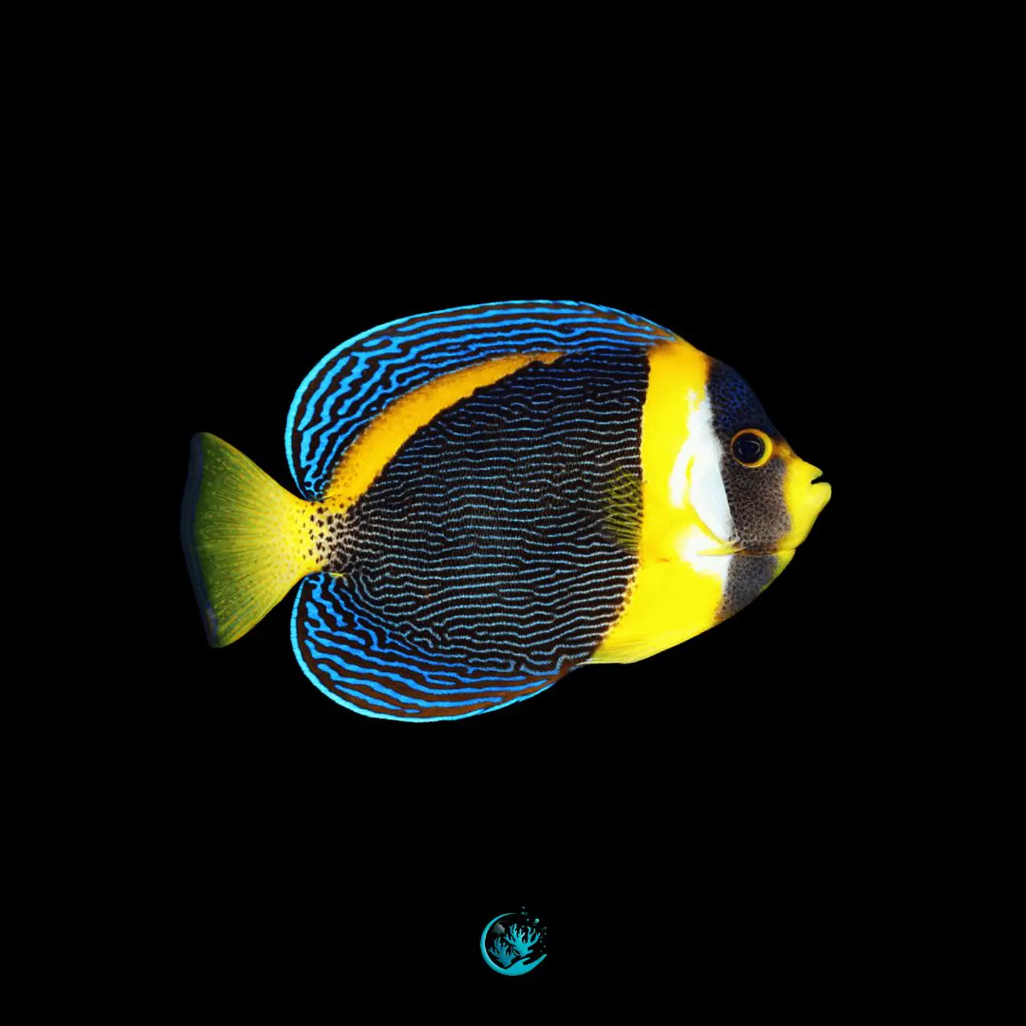 Chaetodontoplus duboulayi 1