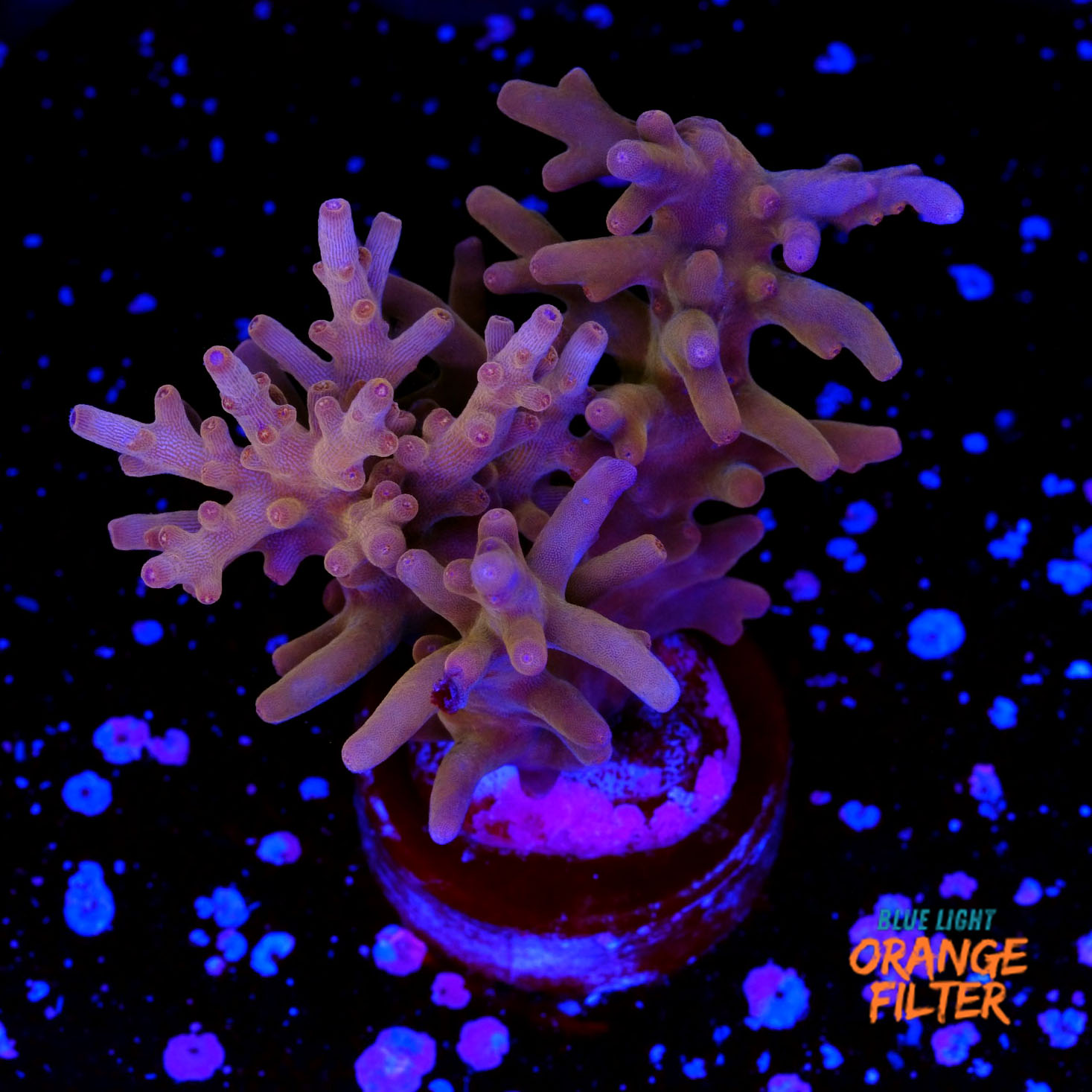 Acropora golden dragon 1