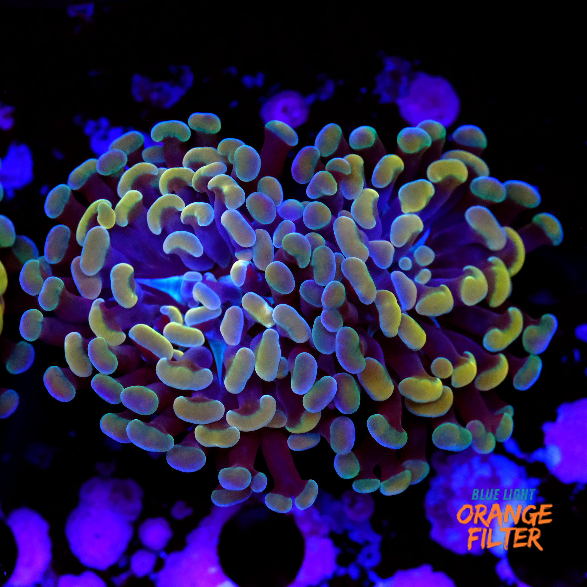 Euphyllia parancora gold 