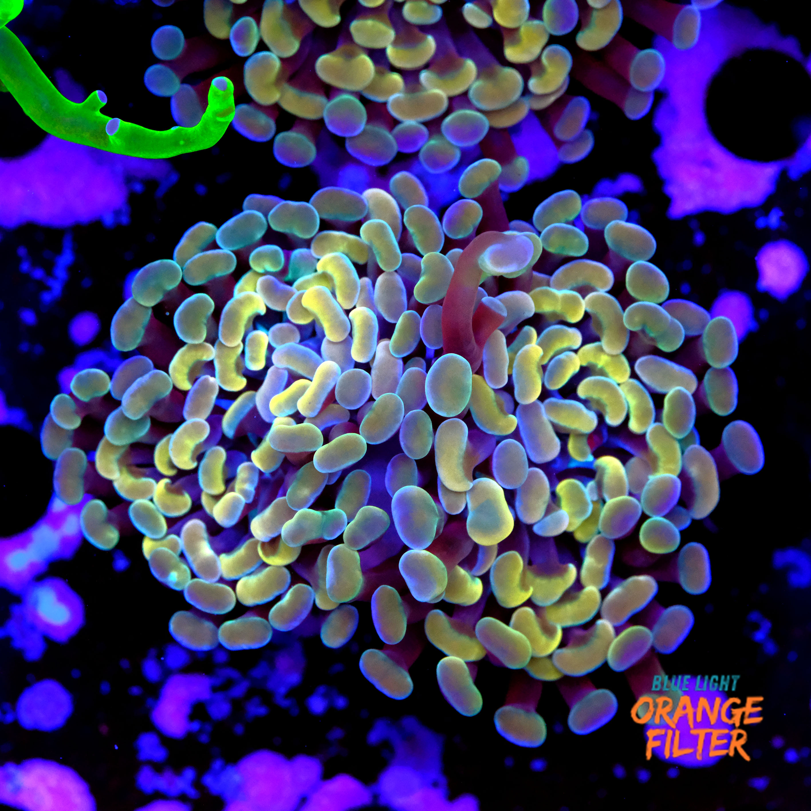 Euphyllia parancora gold  1