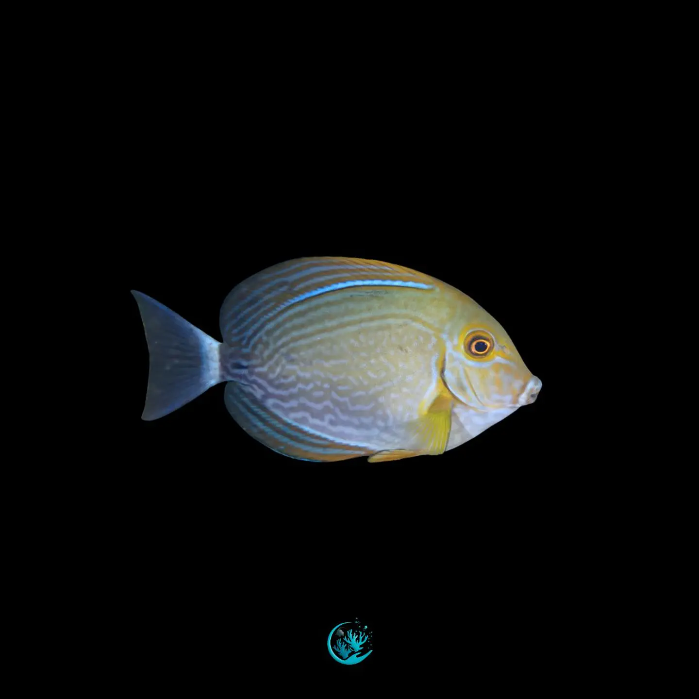 Acanthurus Xanthopterus 1