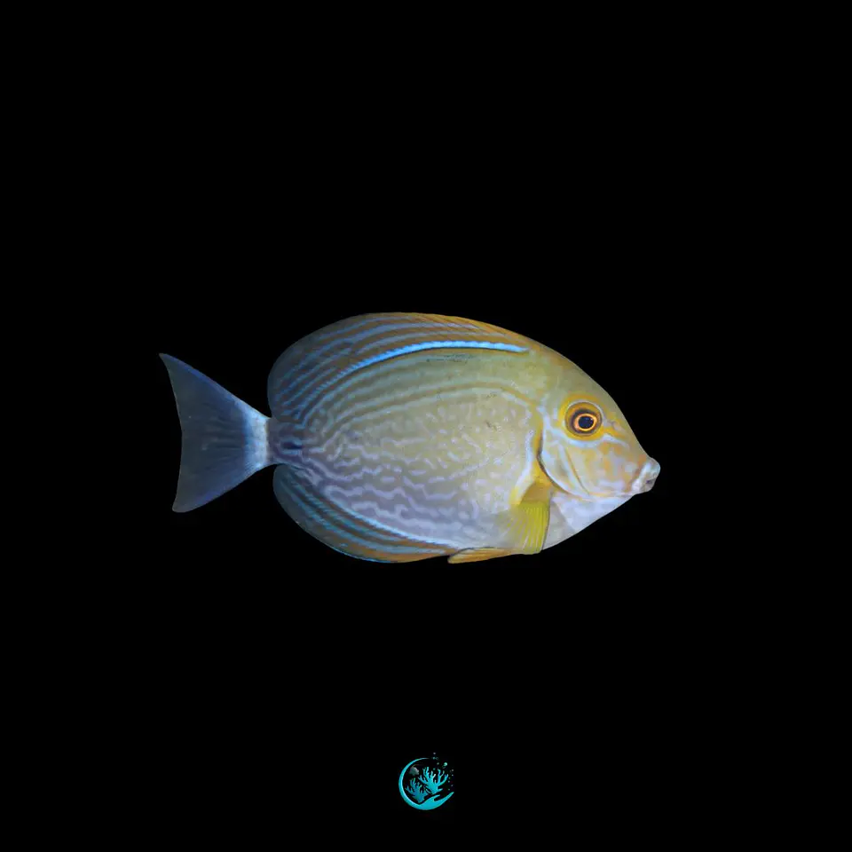 Acanthurus Xanthopterus 1