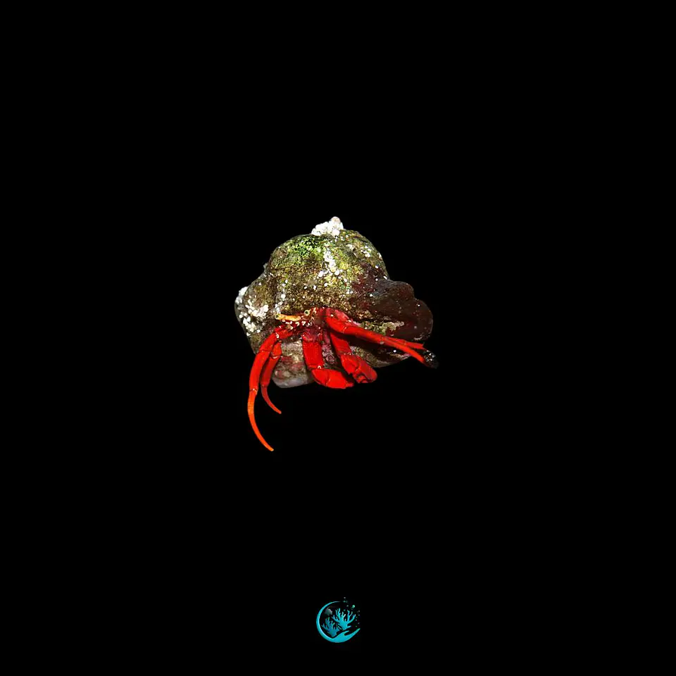 Clibanarius spp. 1