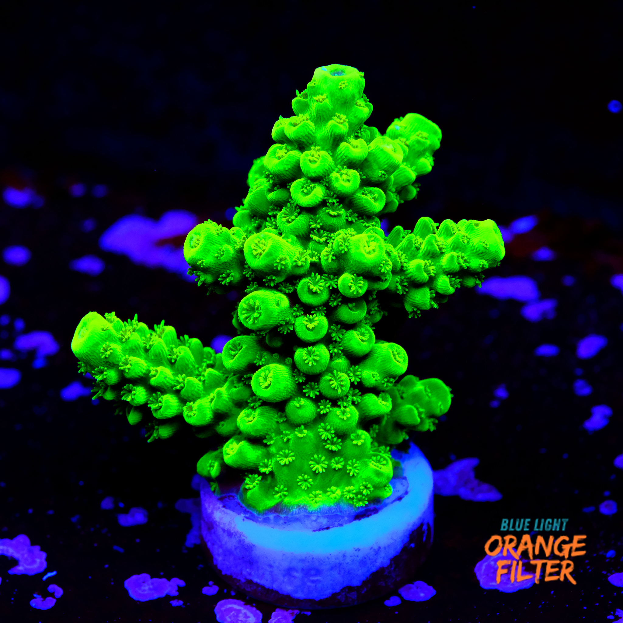 Acropora humilis