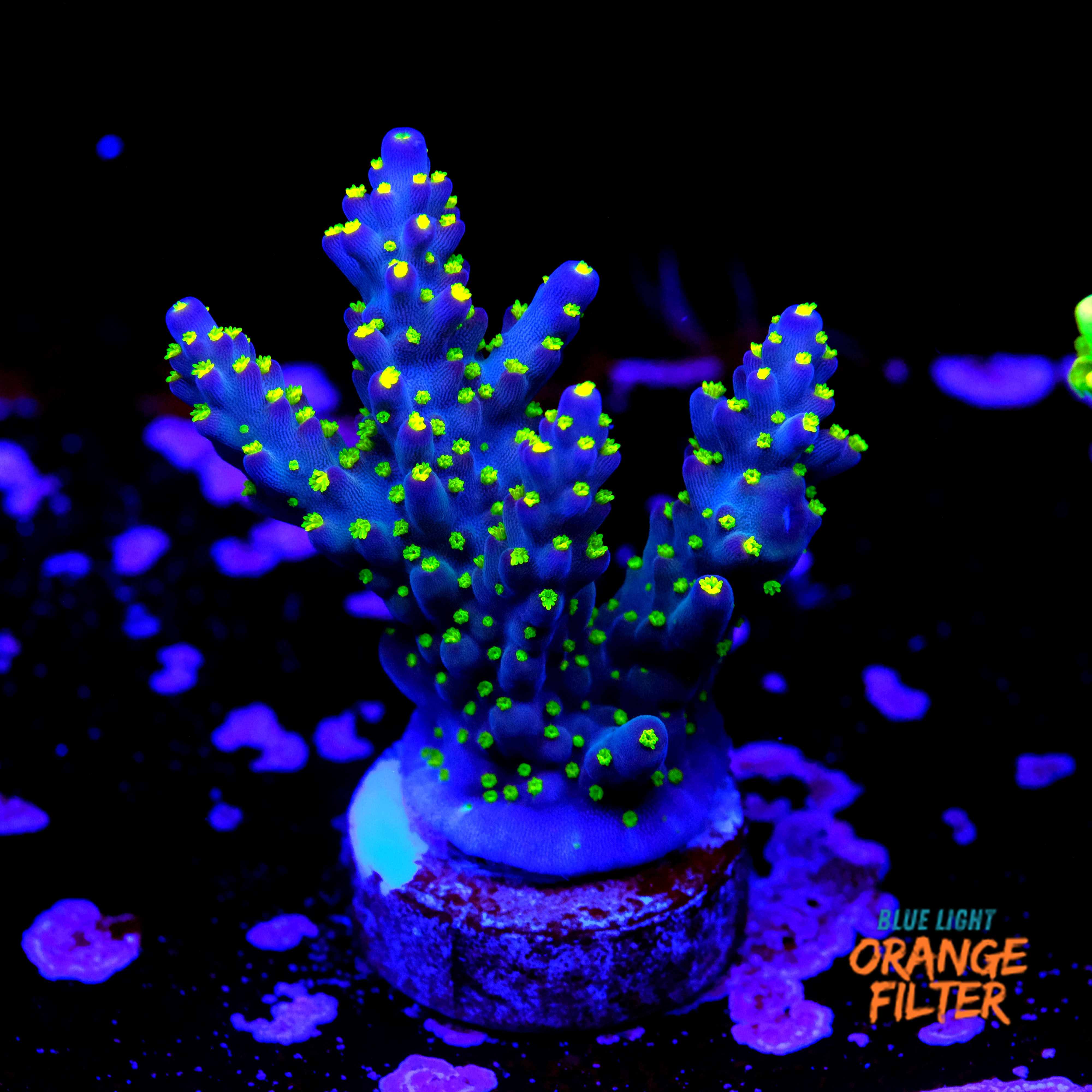 Acropora garf bonsai 1