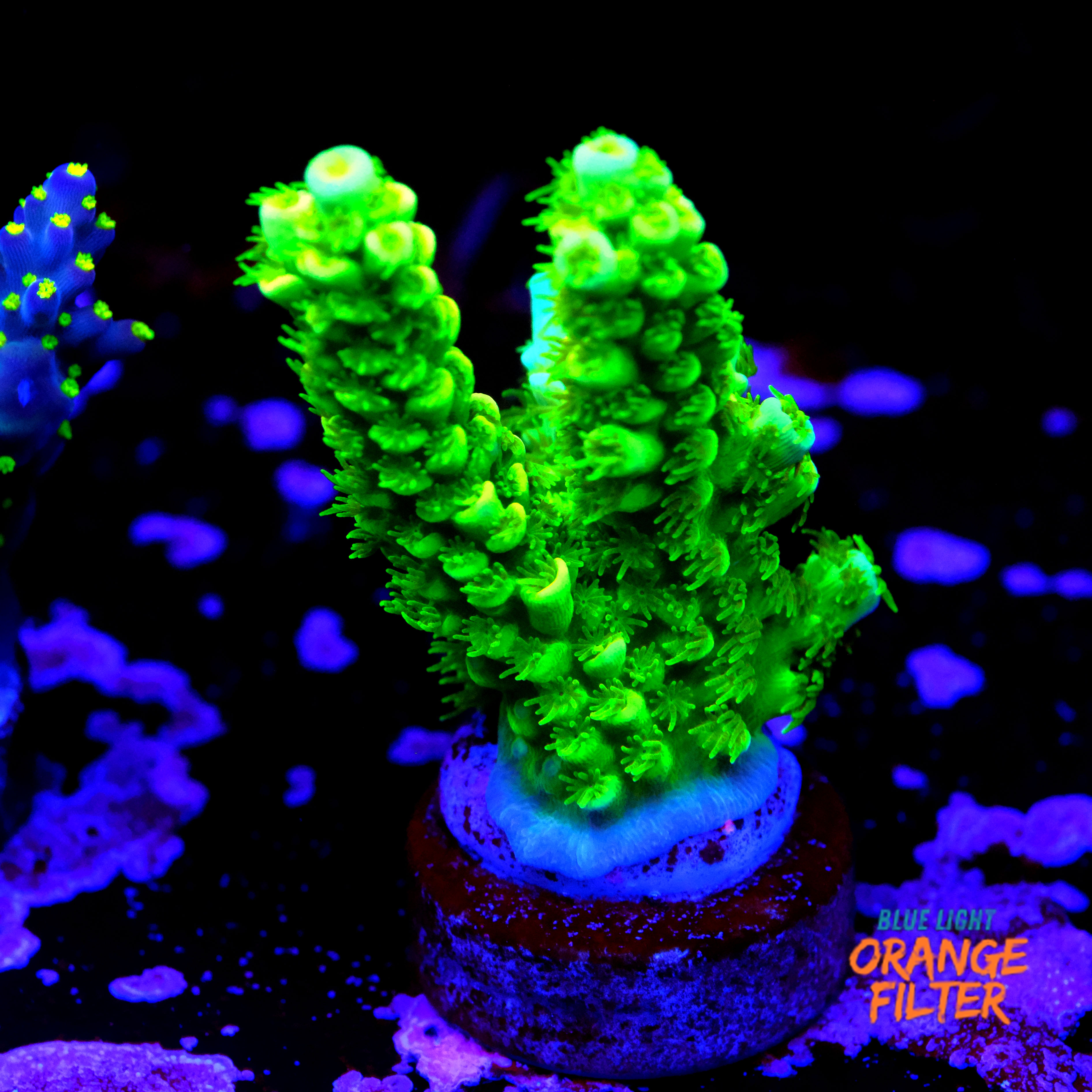 Acropora green tenuis  1