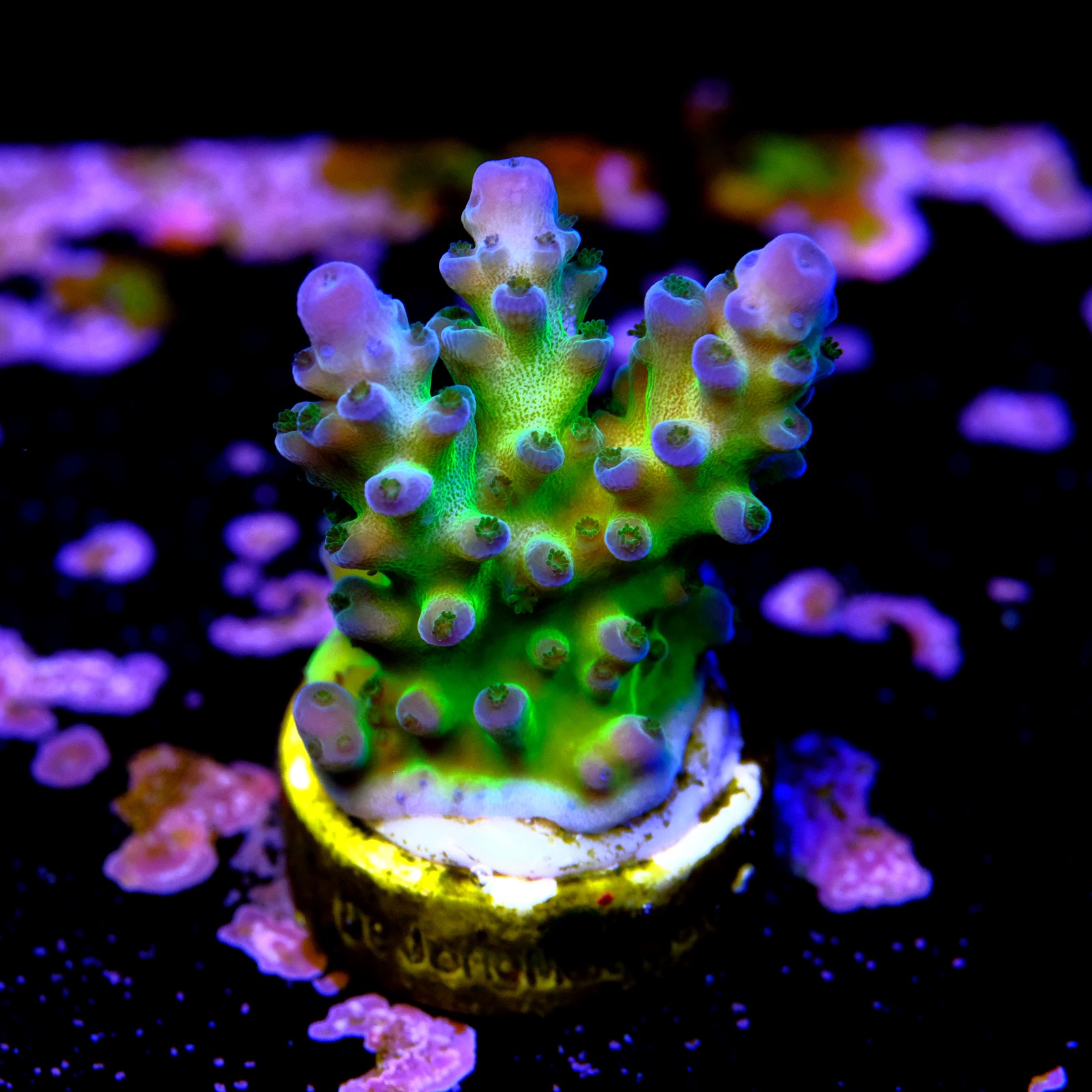 Acropora cali tort  2