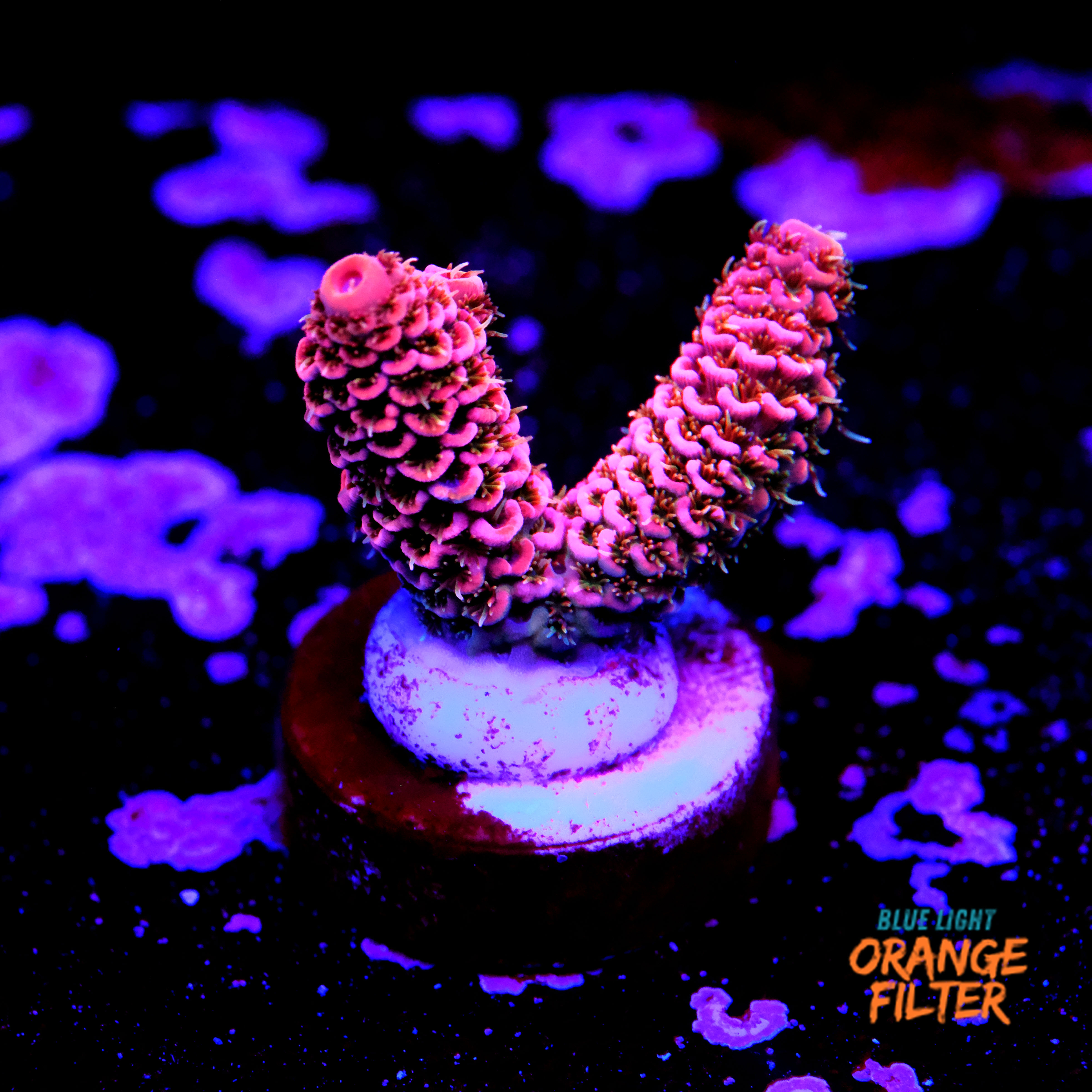 Acropora millepora ultra pink  1