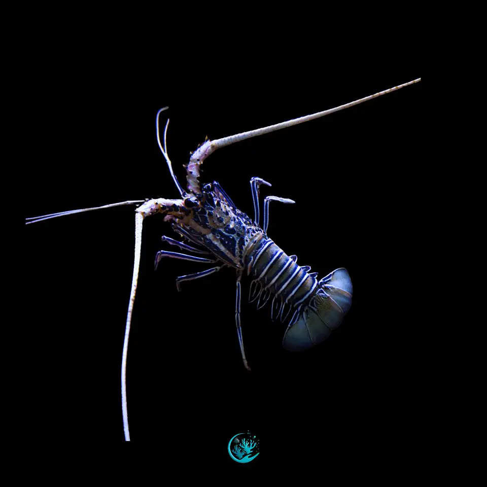 Panulirius versicolor  1