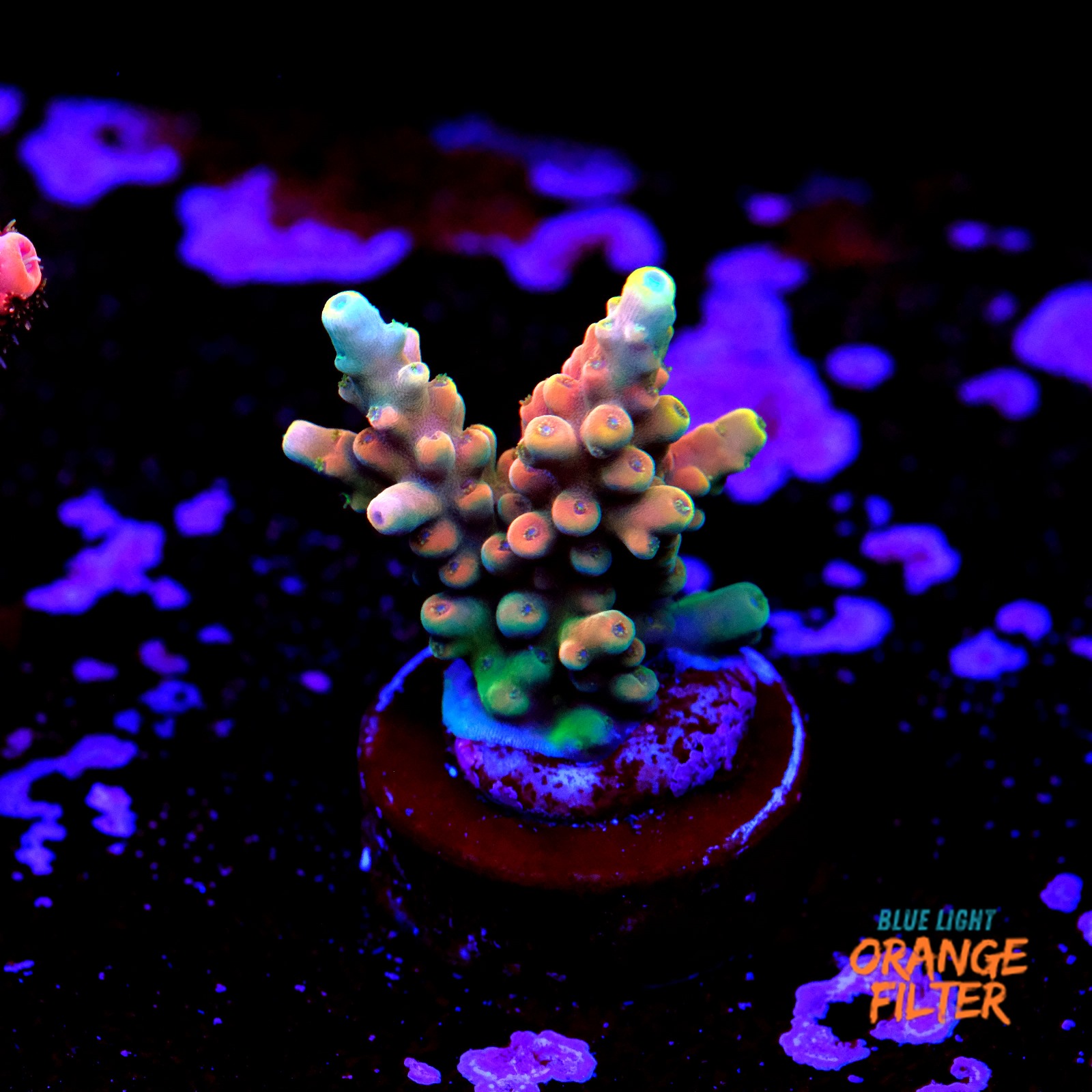 Candyland acropora 1