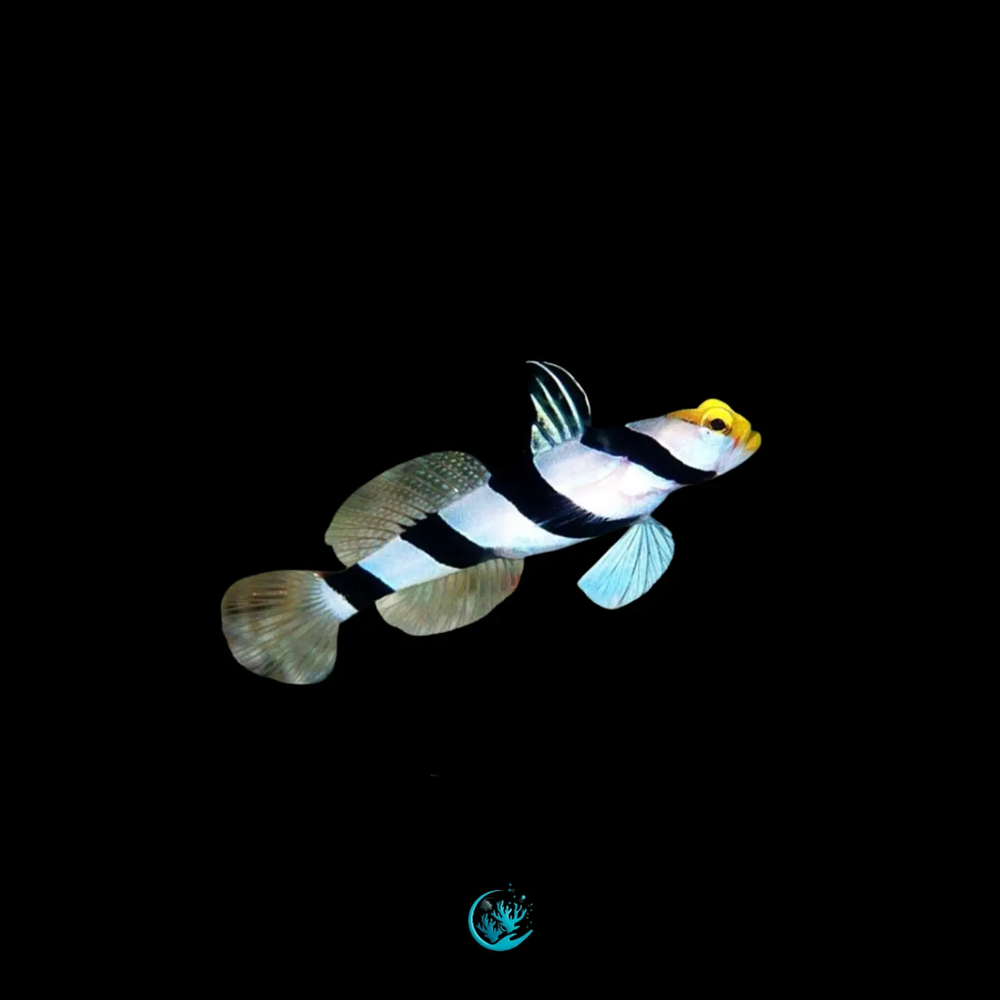 Stonogobiops xanthorhinicus 1