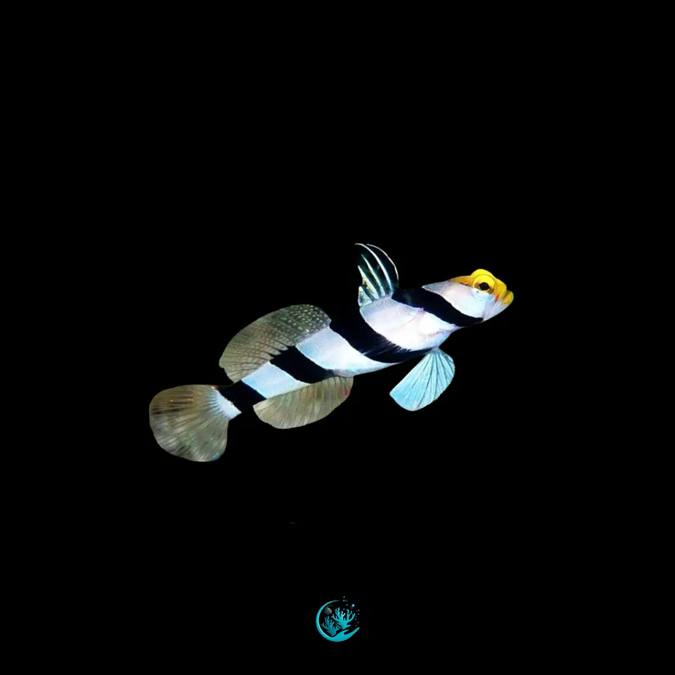 Stonogobiops xanthorhinicus 1