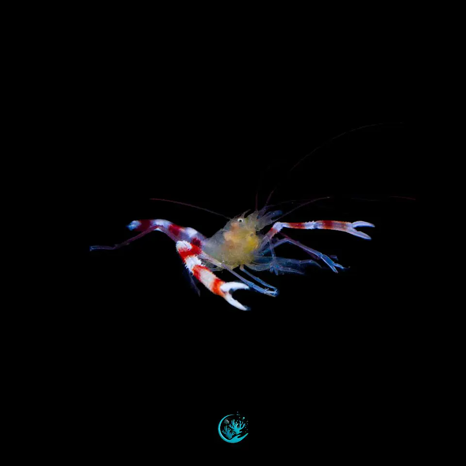 Stenopus cyaoncelis 1