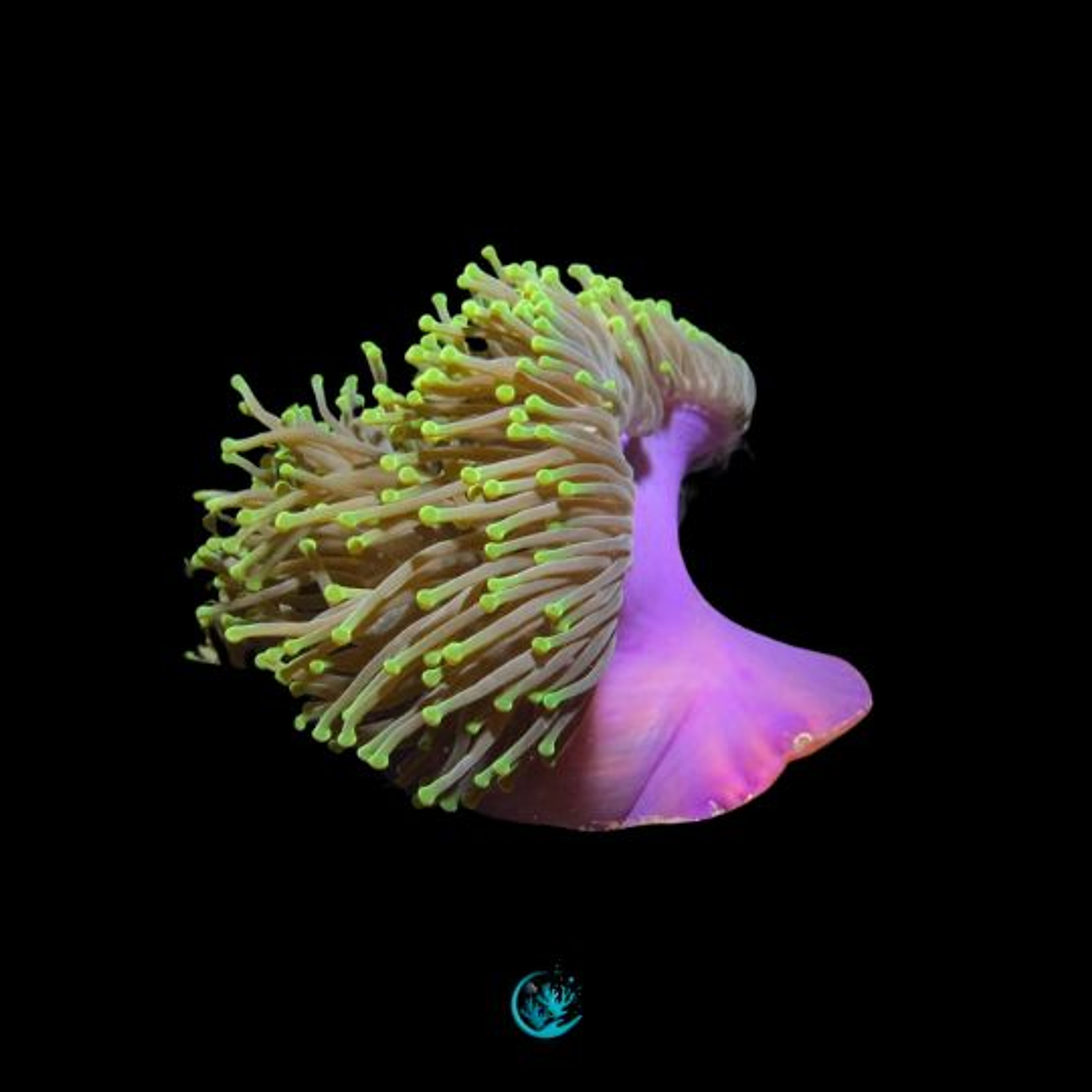 Heteractis magnifica 