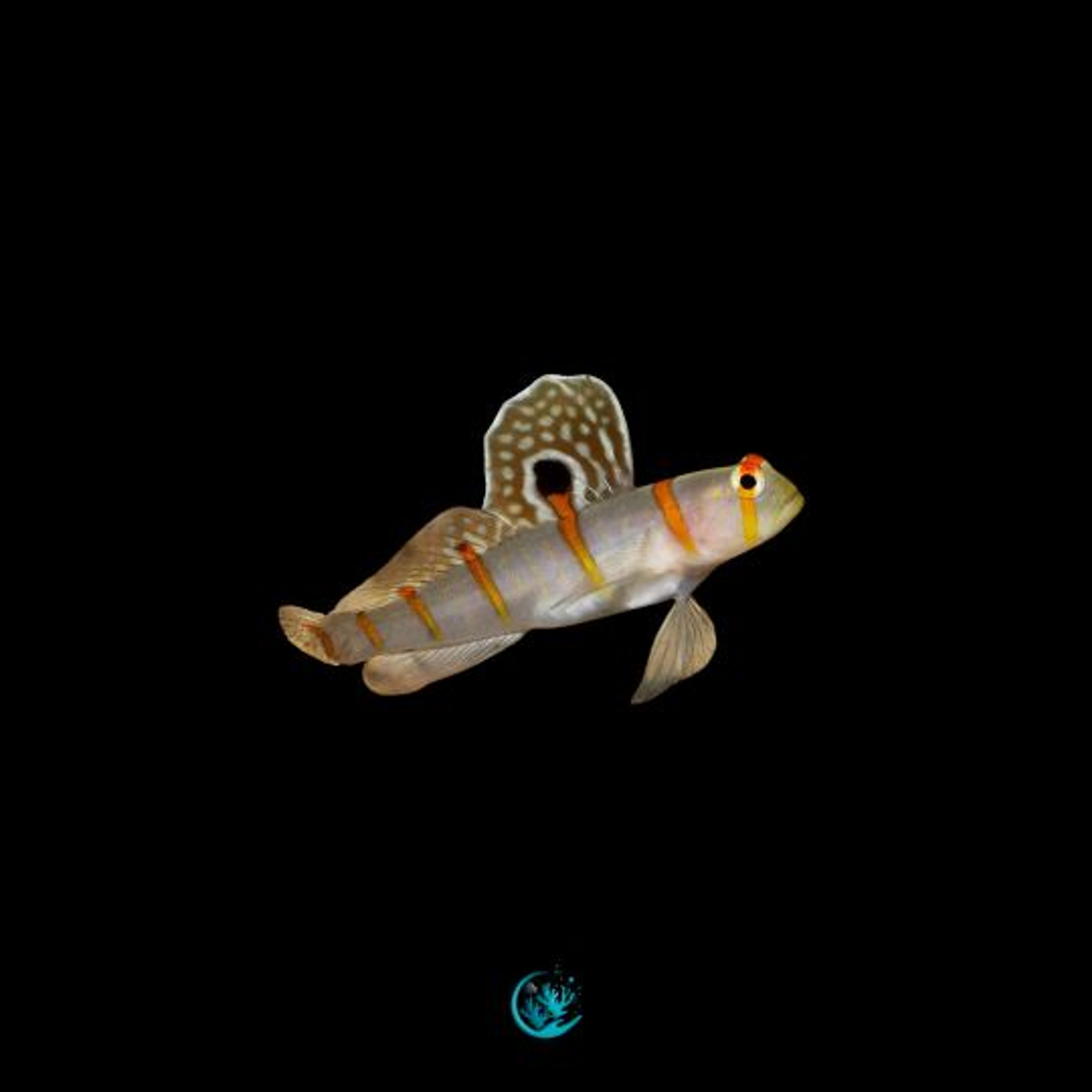 Amblyleotris Randalli