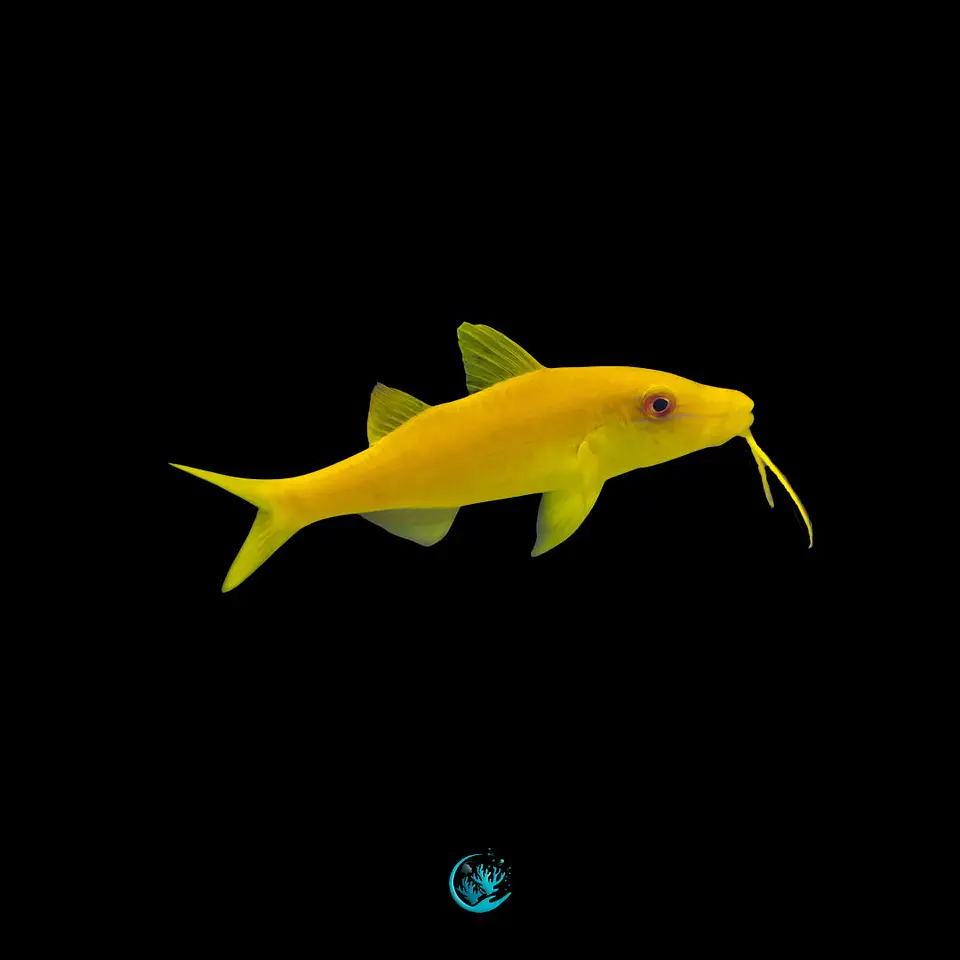 Parupeneus Cyclostomus 1
