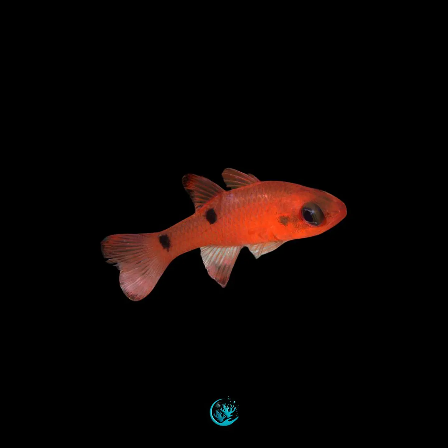 Apogon Pseudomaculatus 1