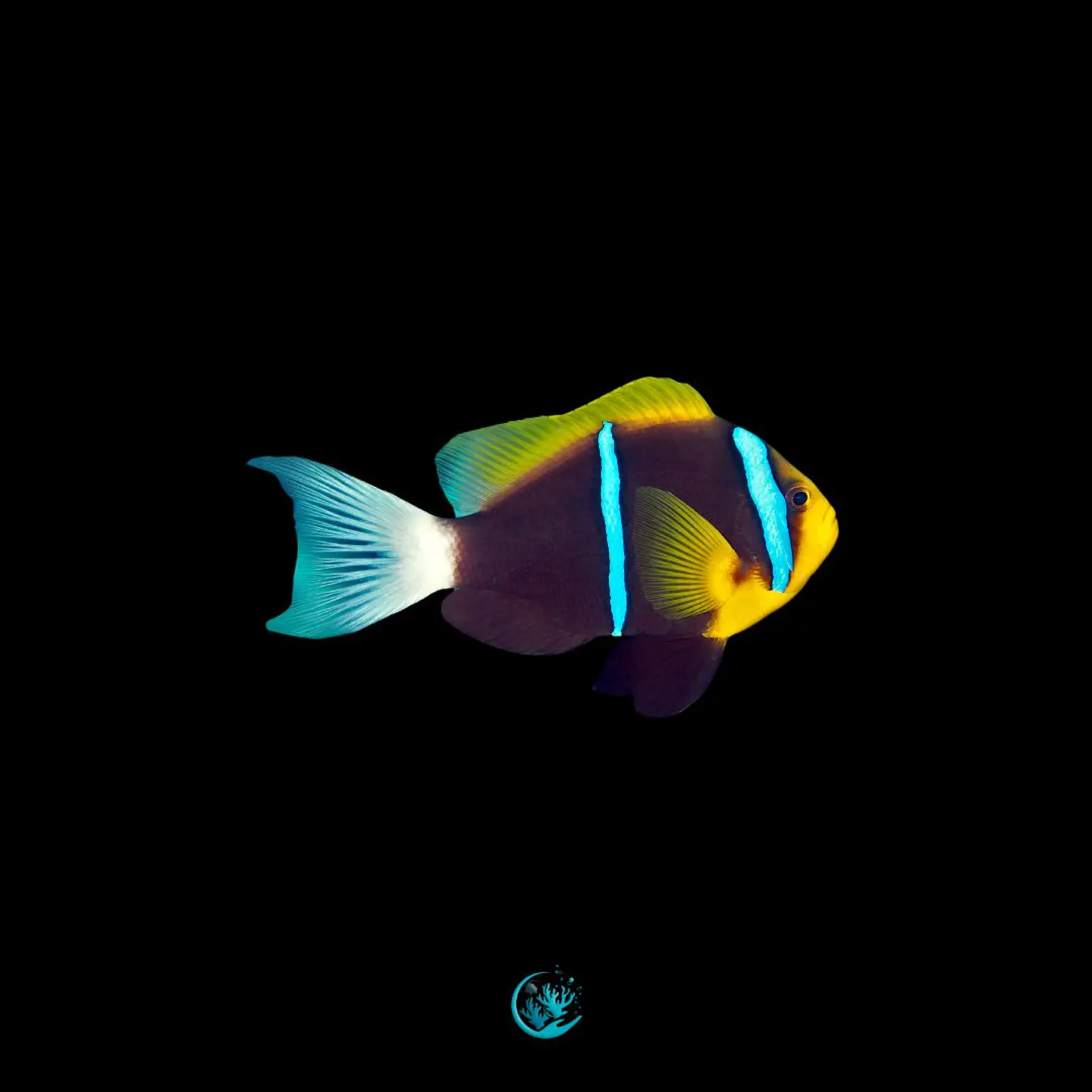 Amphiprion Chrysopterus 1