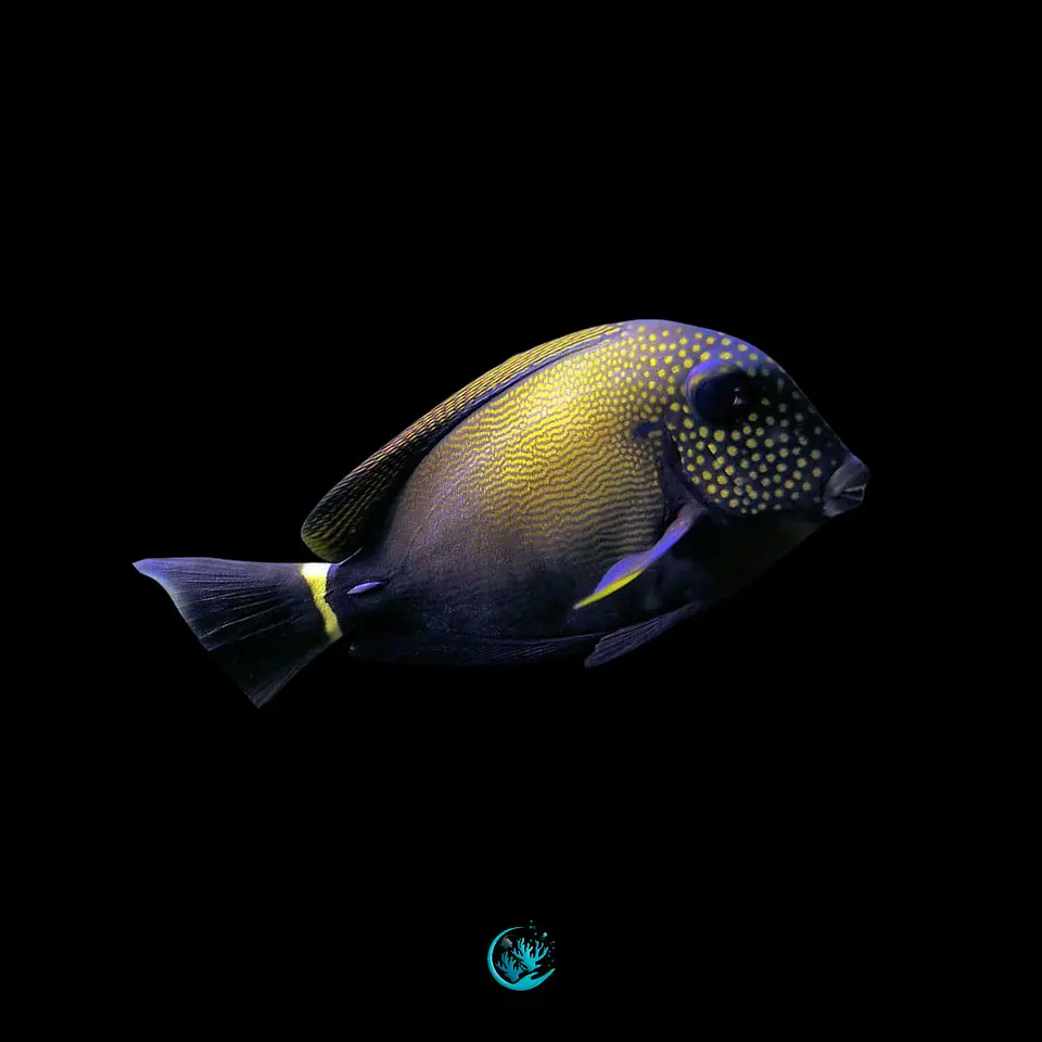 Acanthurus Maculiceps 1