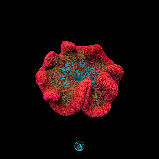 Stichodactyla Haddoni Ultra Red 