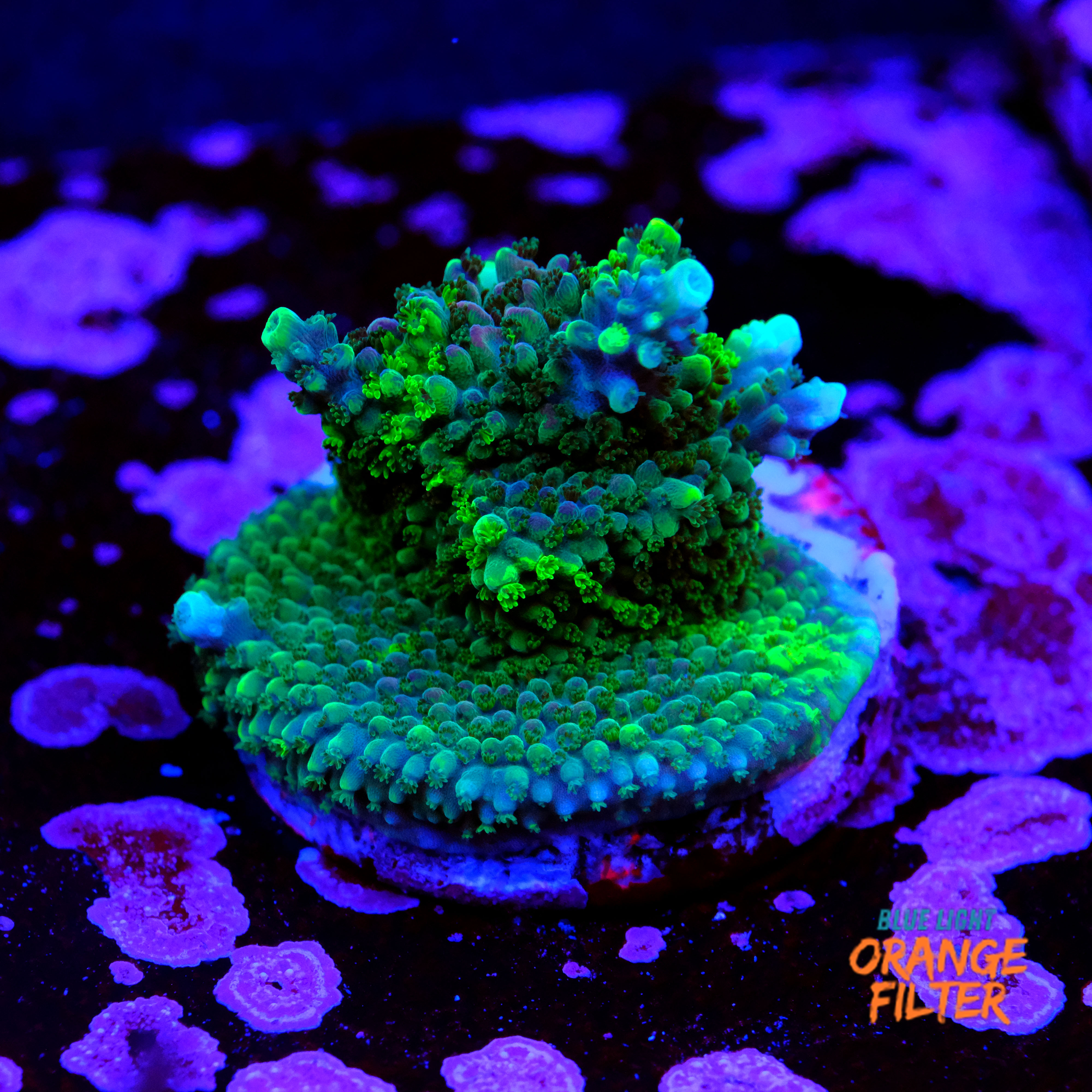 Acropora grafted  1