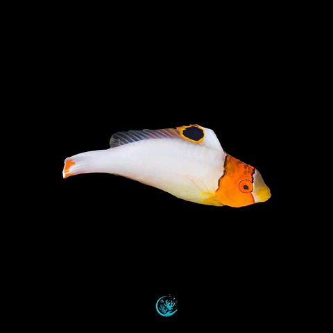 Cetoscarus Bicolor