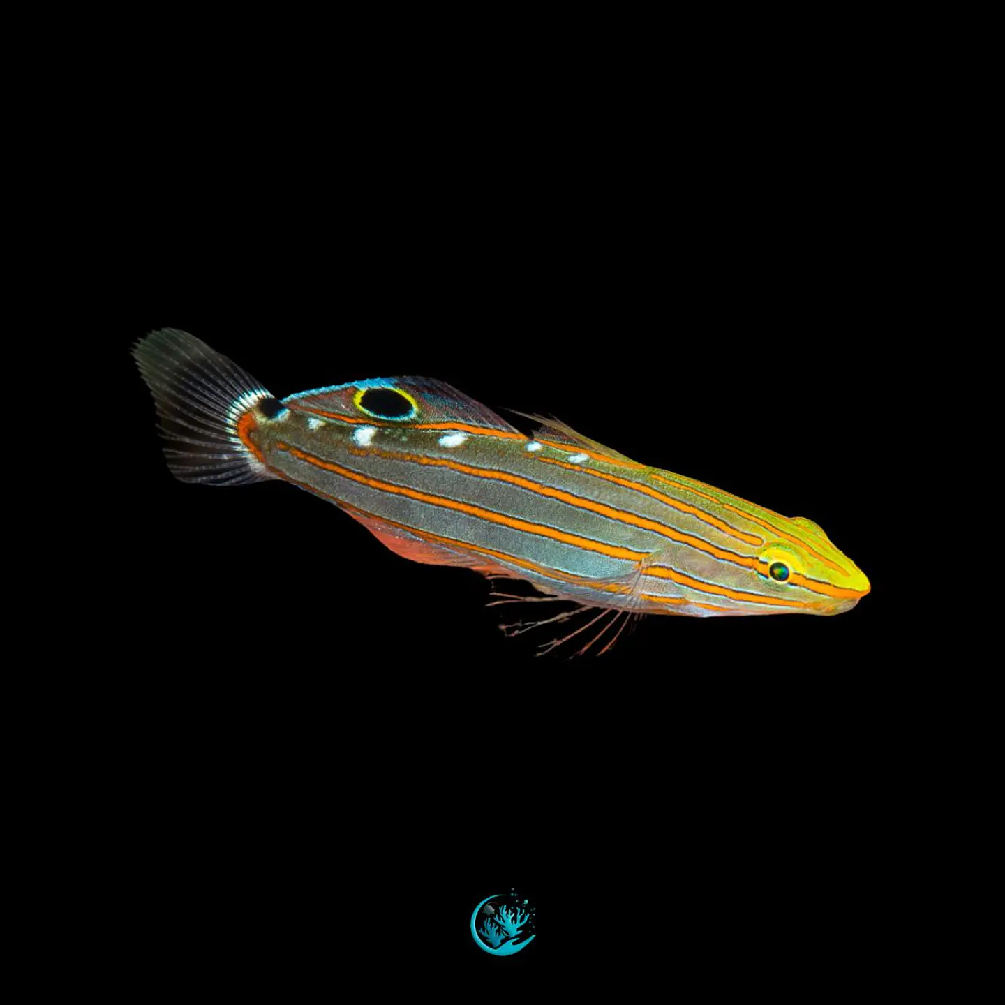 Amblygobius Rainfordi 1