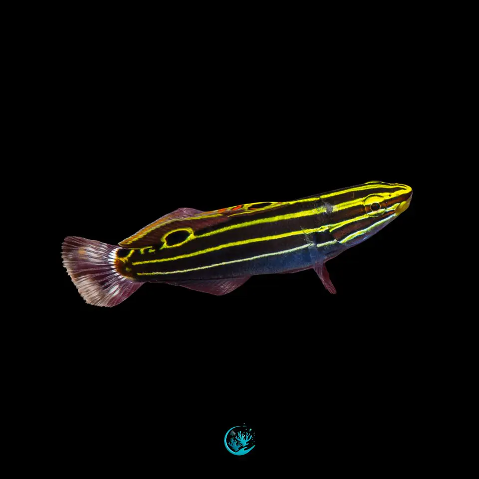 Amblygobius Hectori 1