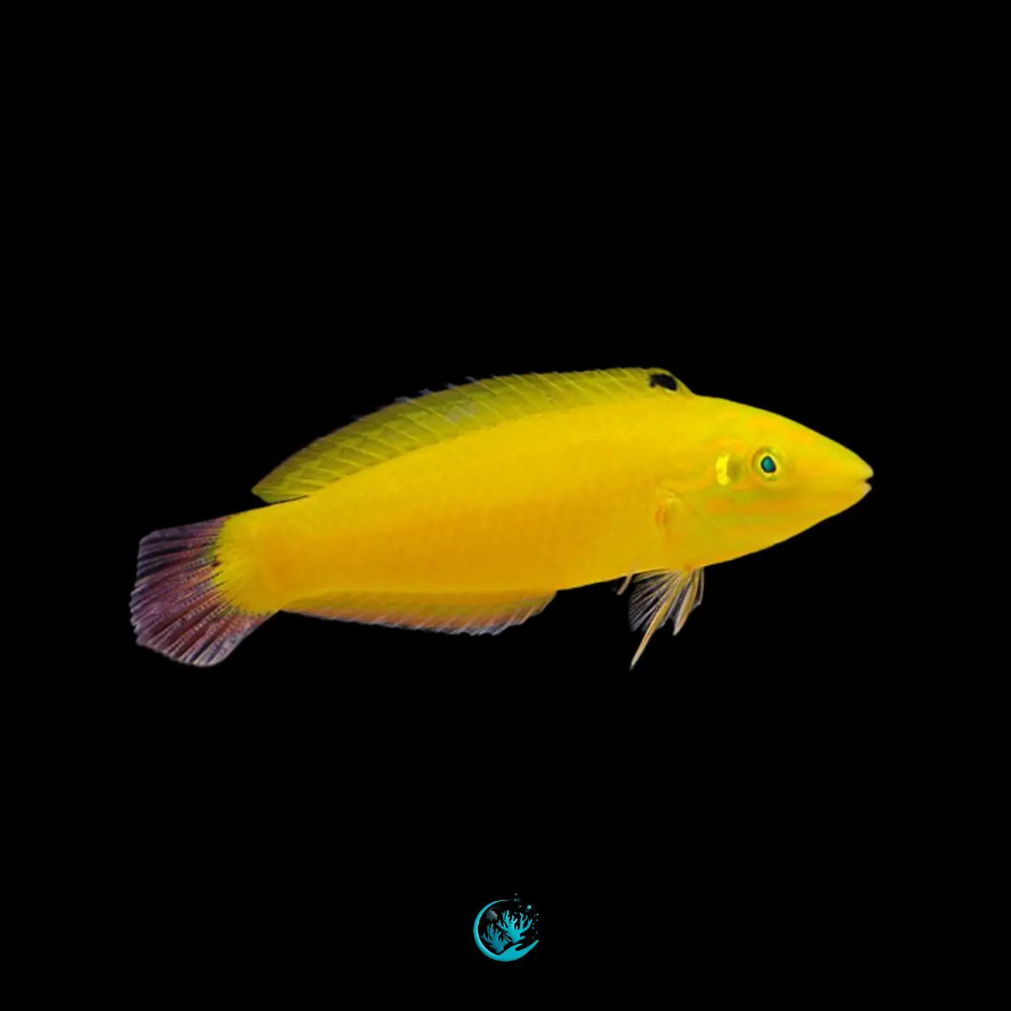 Halichoeres Chrysus 1