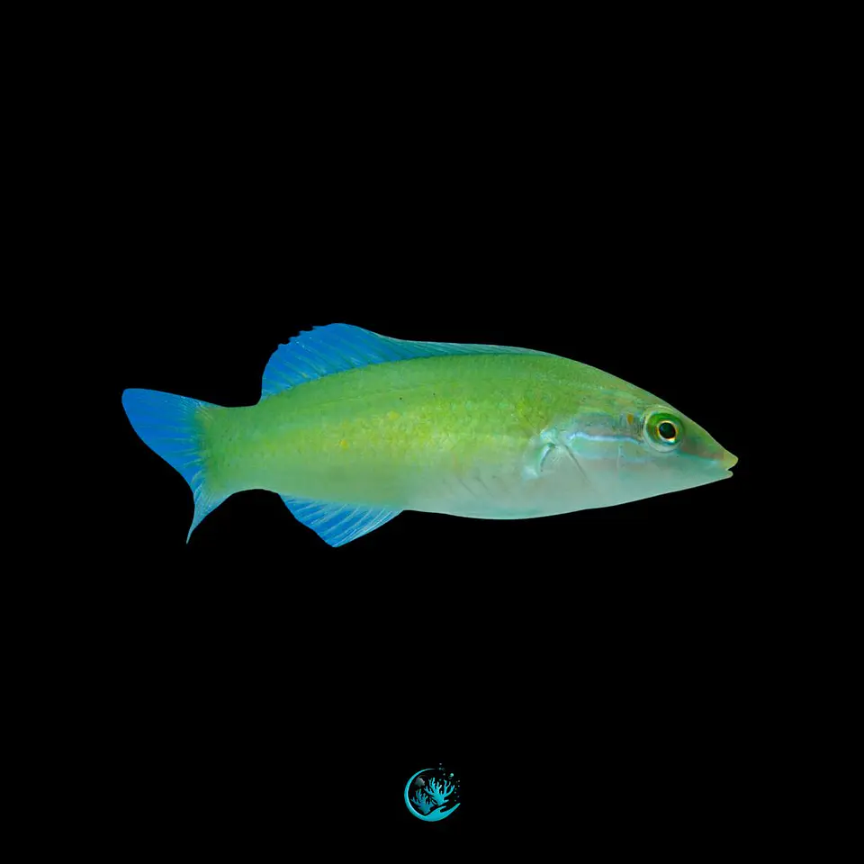 Halichoeres chloropterus 1
