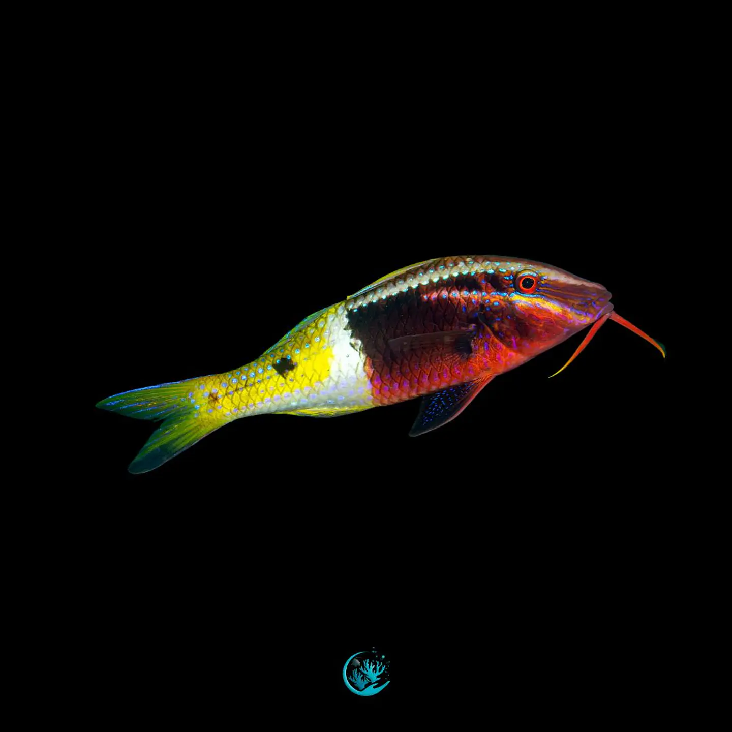 Parupneus barbarinoides 1