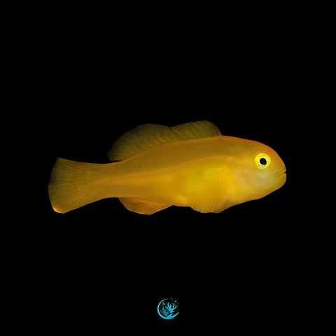 Gobiodon Okinawae