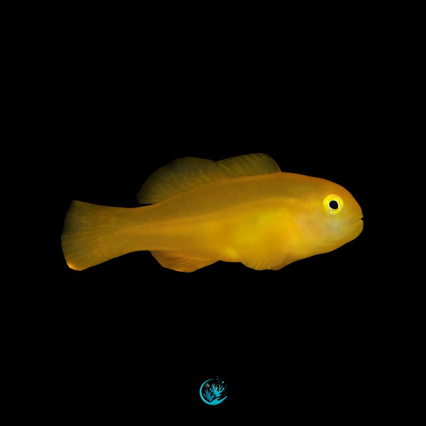 Gobiodon Okinawae 1