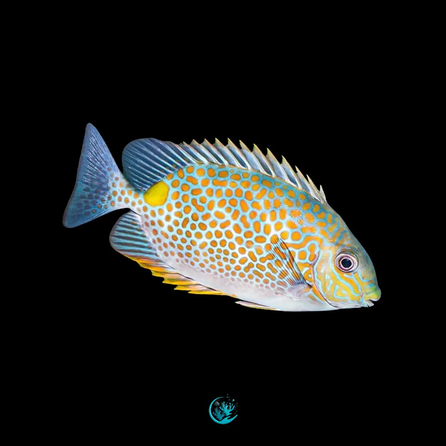 Siganus Guttatus 1