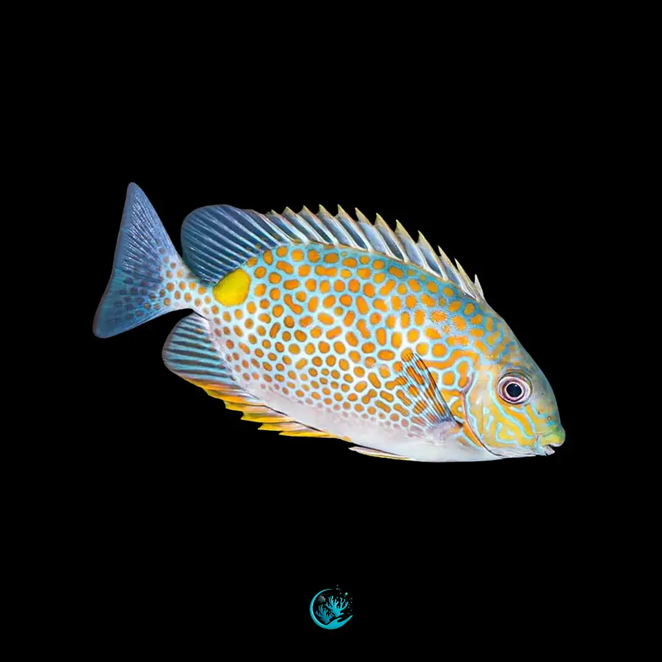 Siganus Guttatus 1