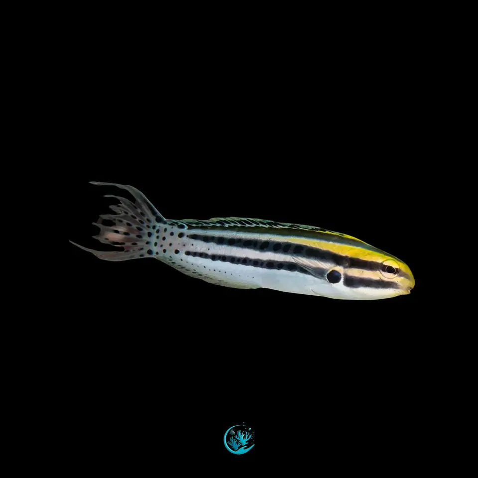 Meiacanthus Grammistes 1