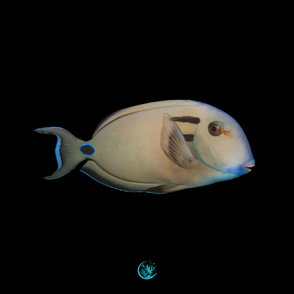 Acanthurus Tennentii 1