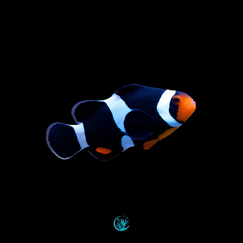 Amphiprion Ocellaris Black