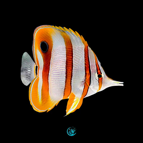 Chelmon Rostratus