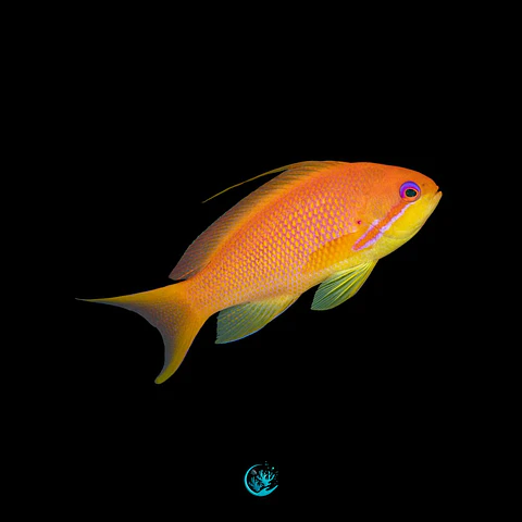 Pseudanthias Squamipinnis