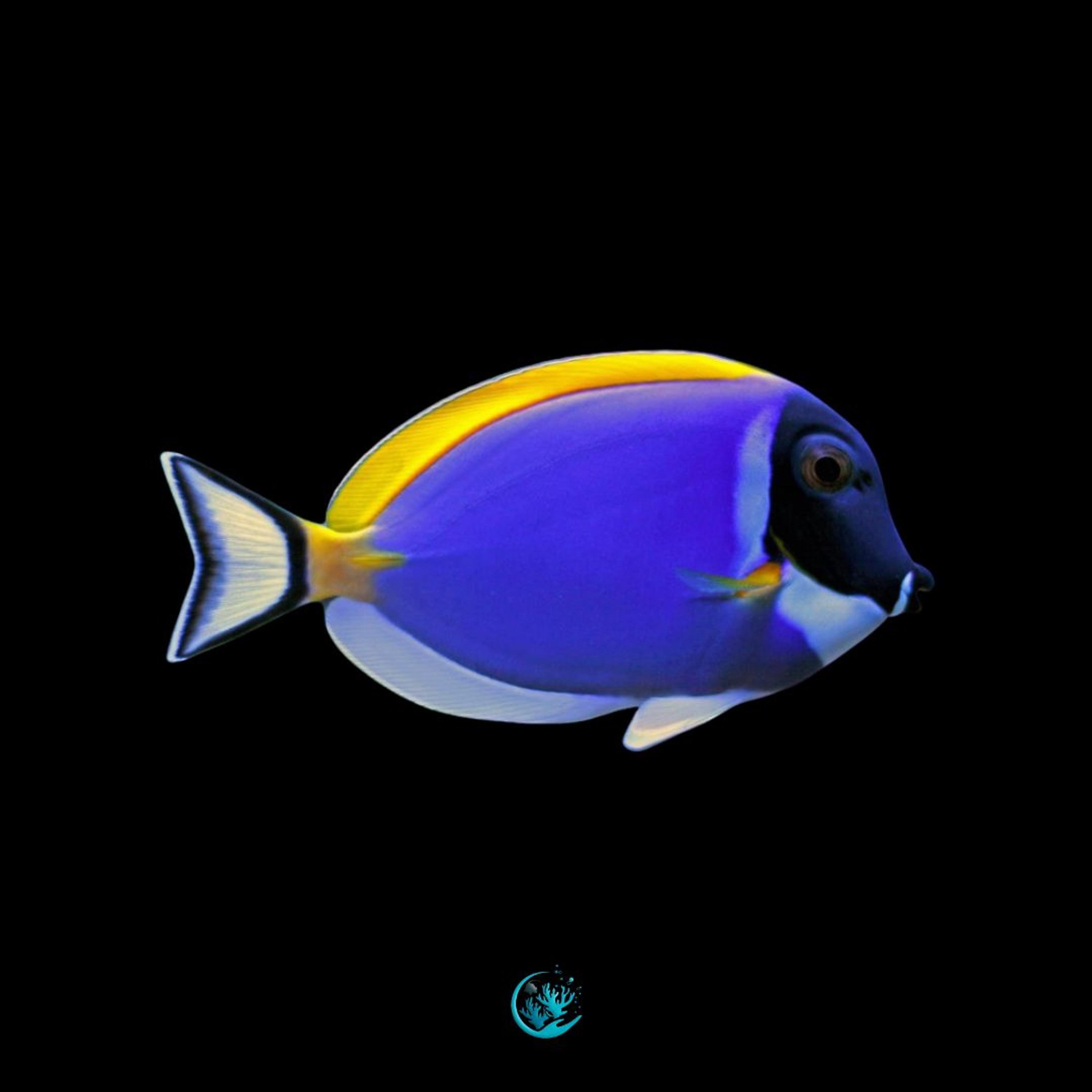 Acanthurus Leucosternon