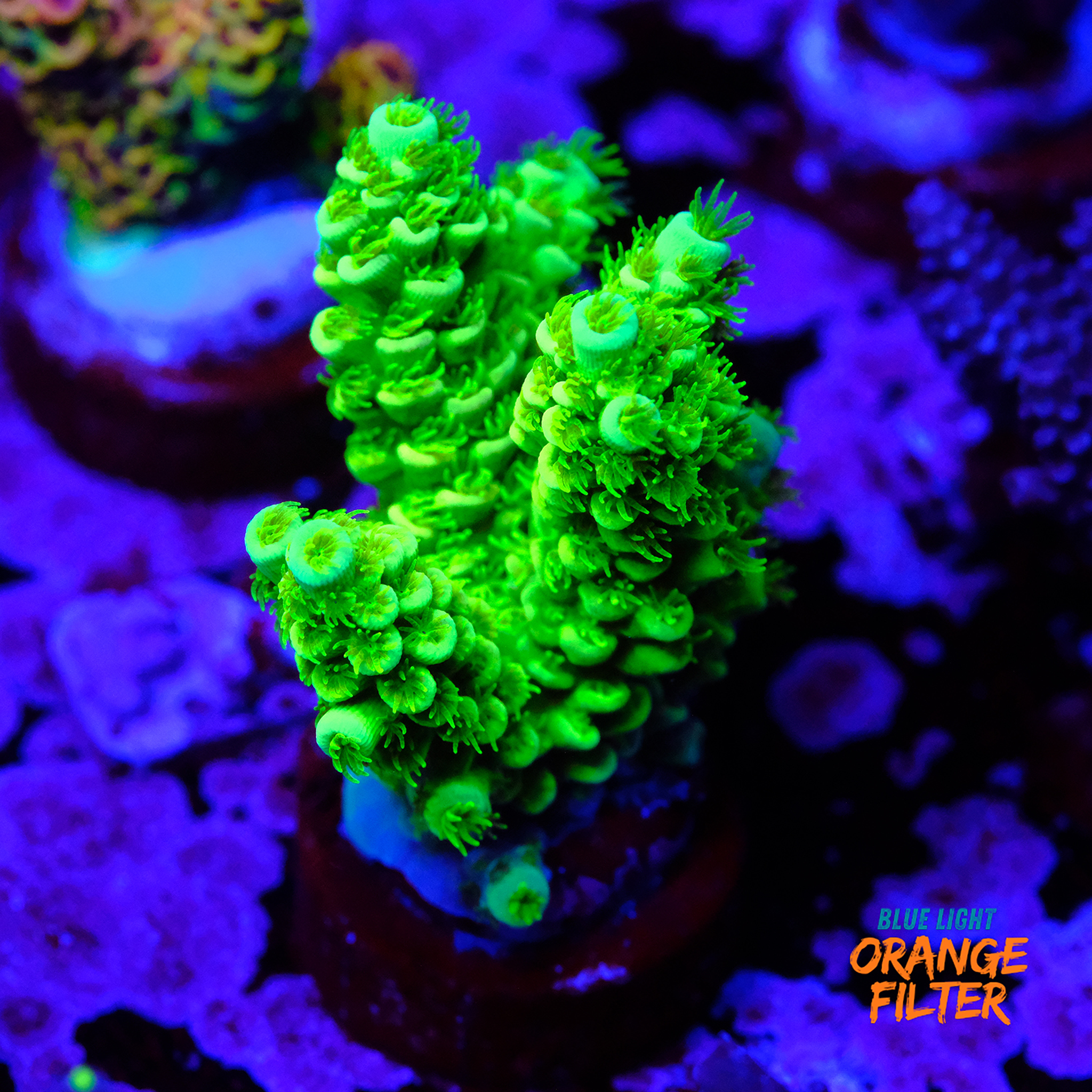 Acropora green tenuis 