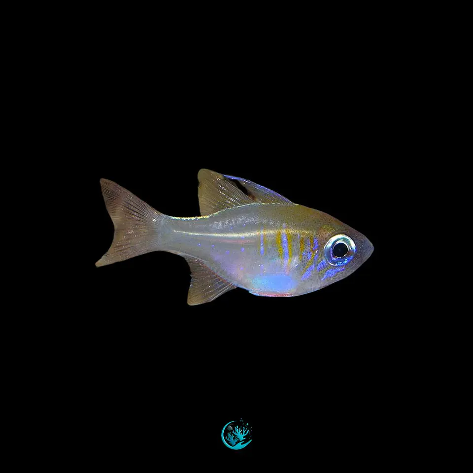 Zoramia Leptacantha  1