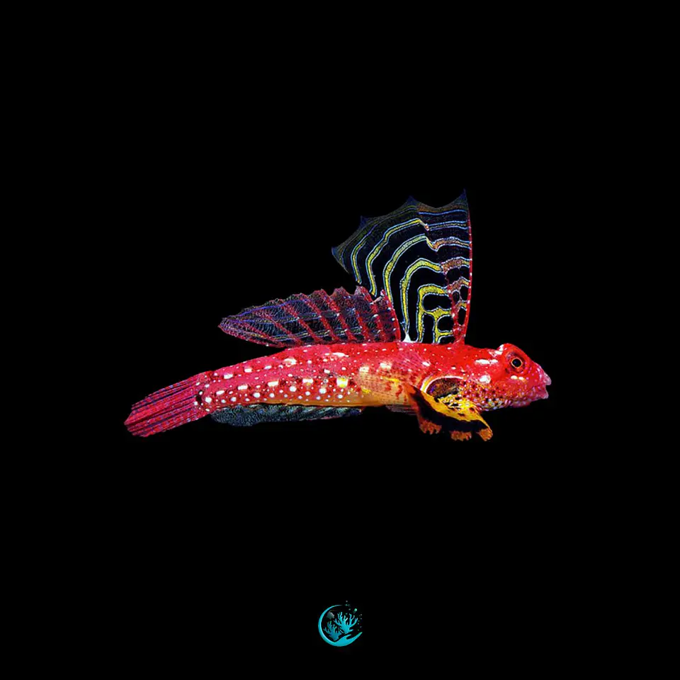 Synchiropus Sycorax 1