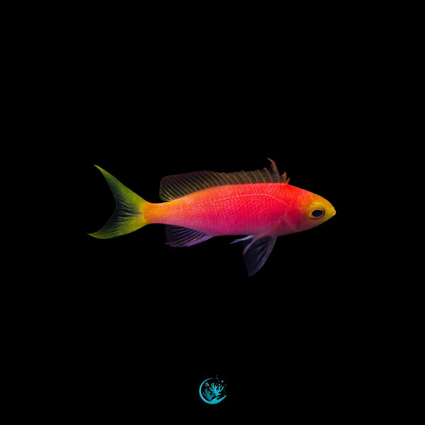 Pseudanthias Pulcherrimus 1