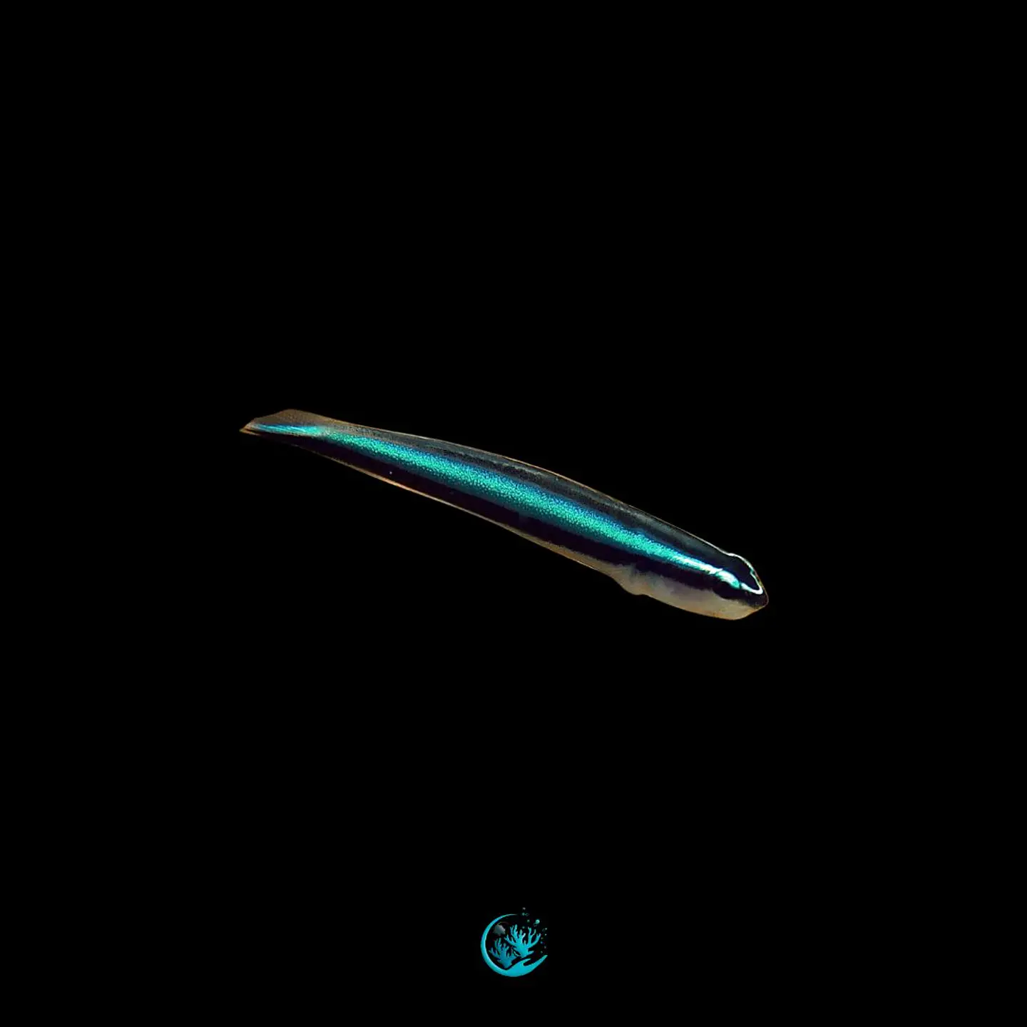 Elacatinus Oceanops 1