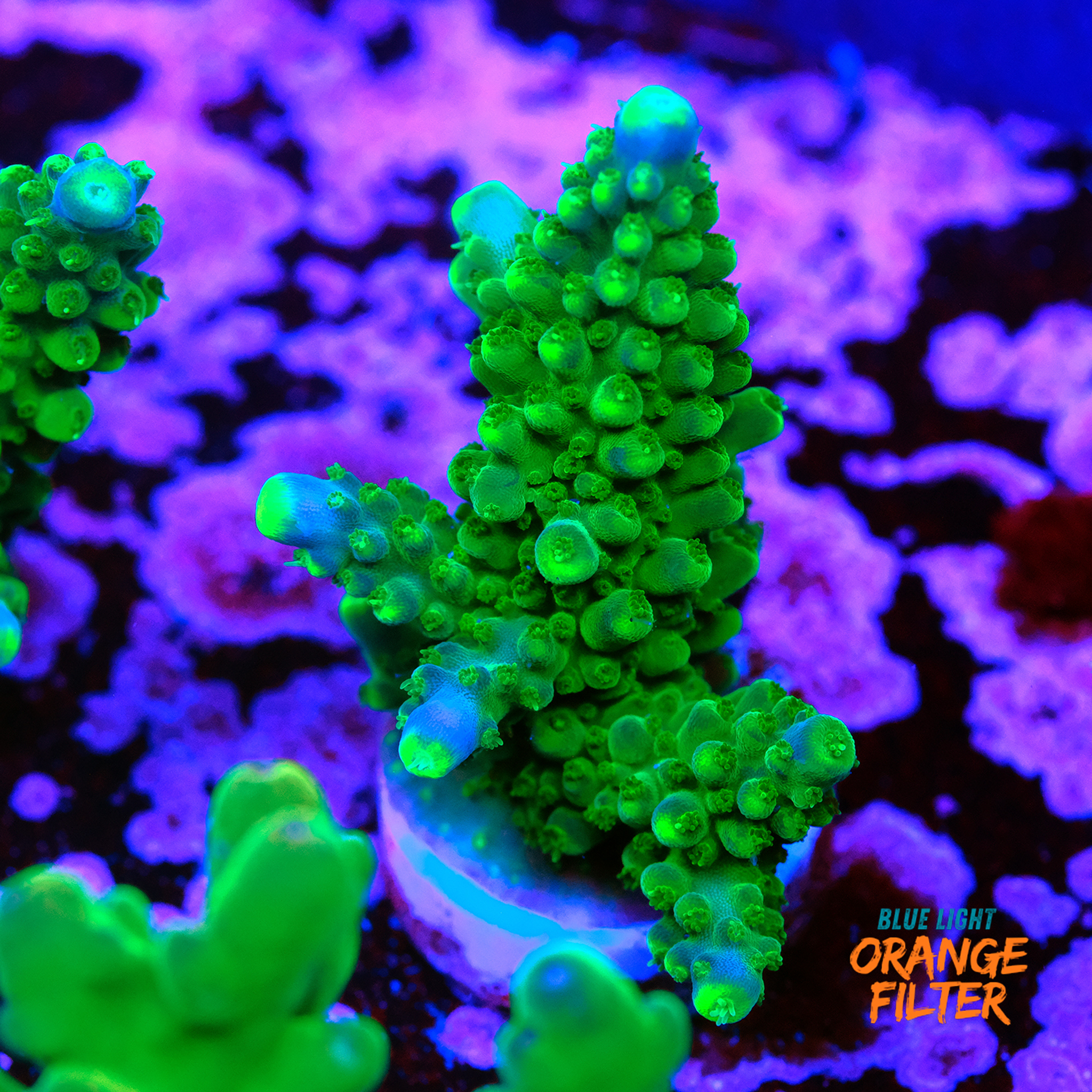 Acropora Joker