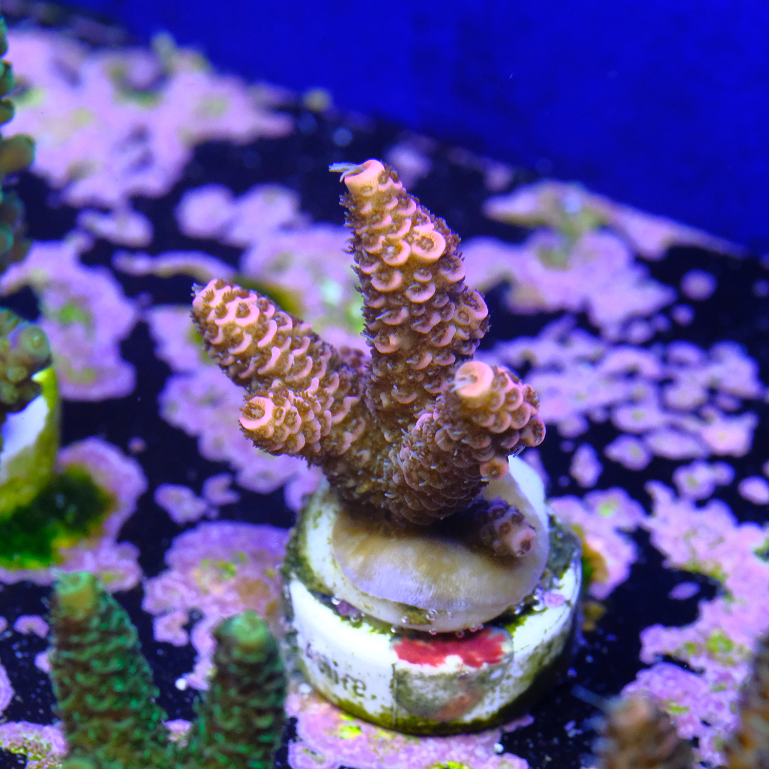 Phantom millepora 2