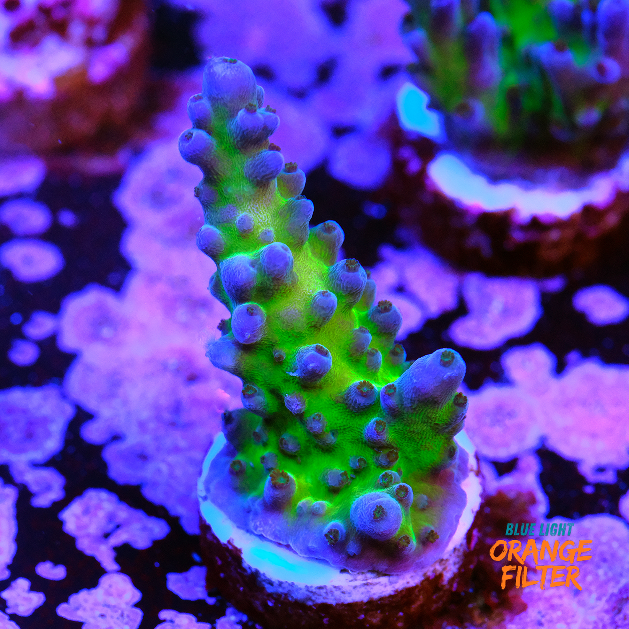 Cali tort acropora